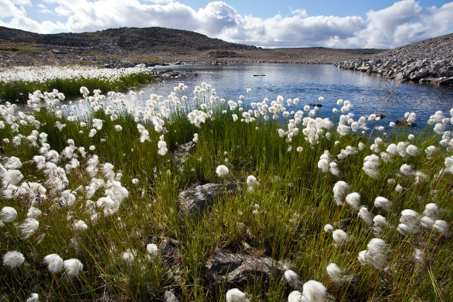 Cottongrass nella penisola di Nordkinn
